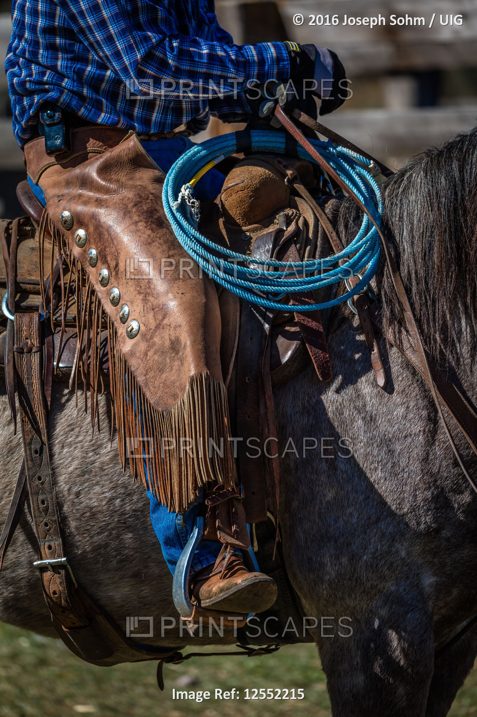 Detail of American Cowboy during cattle branding exchange words, at Centennial Ranch, Ridgway, Color