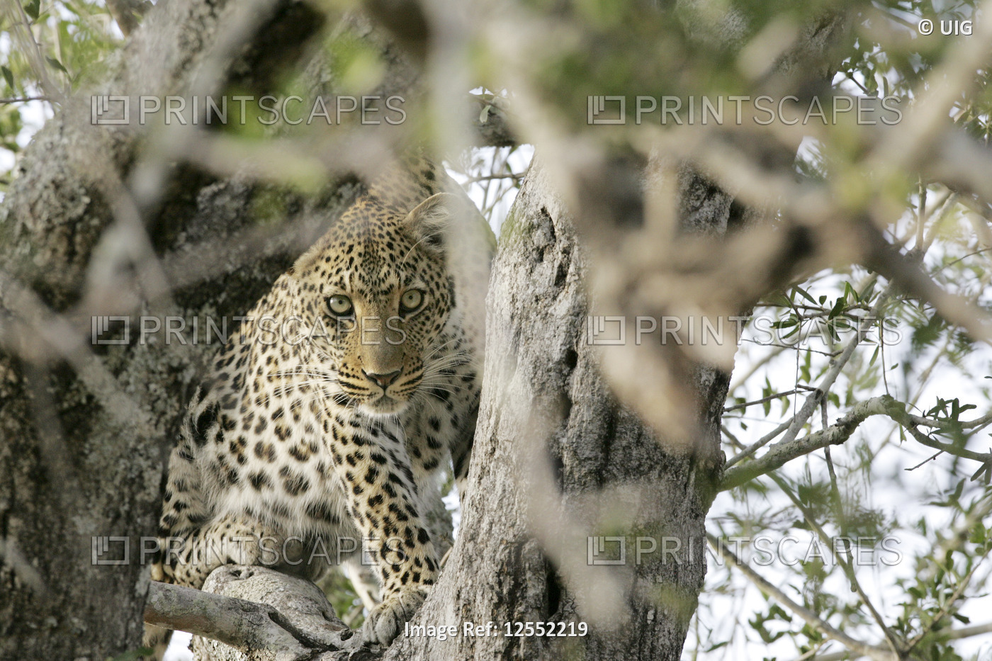 Leopard in Tree 