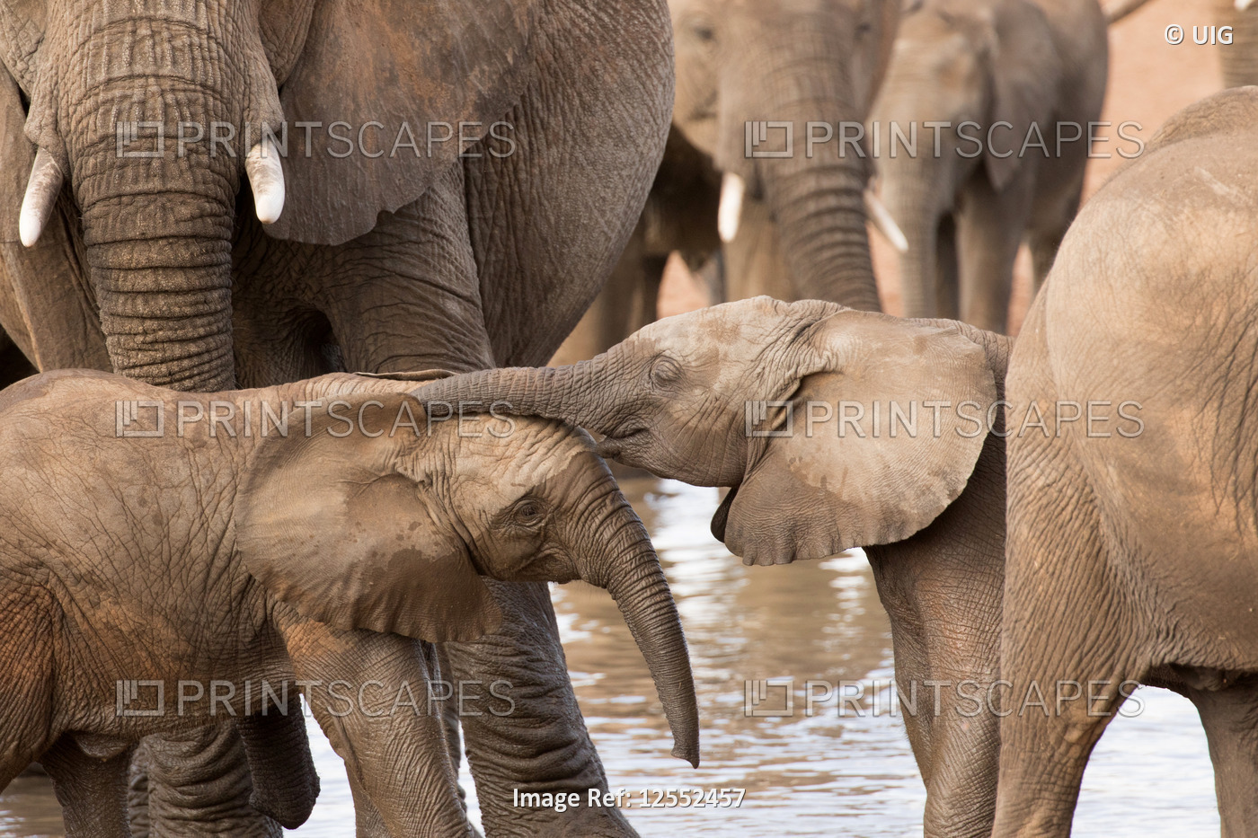 Serengeti National Park. Group of African Elephants with Baby (Loxodonta ...