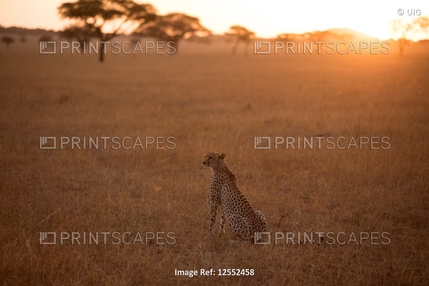 Serengeti National Park. Cheetah ( Acinonyx jubatus ) in savanna.  Tanzania.