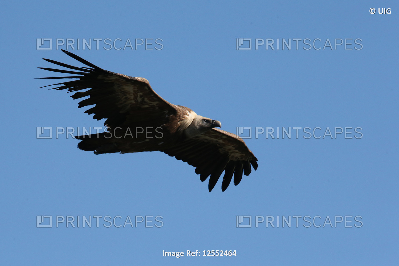 Eurasian griffon vulture in flight (Gyps fulvus). Drome. France. 