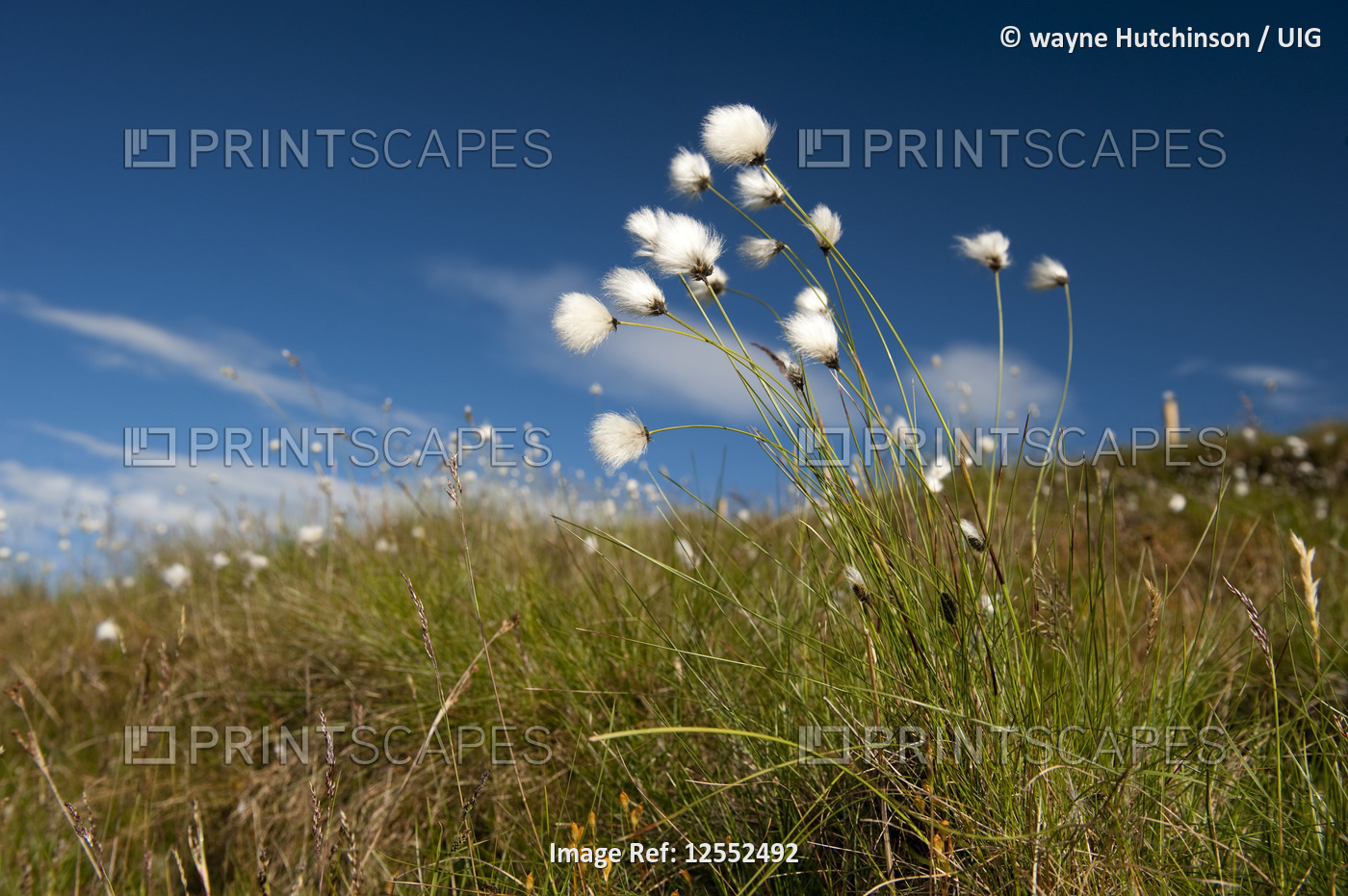 hares tail cotton grass ( eriophorum vaginatum ) flowering on moorland in ...