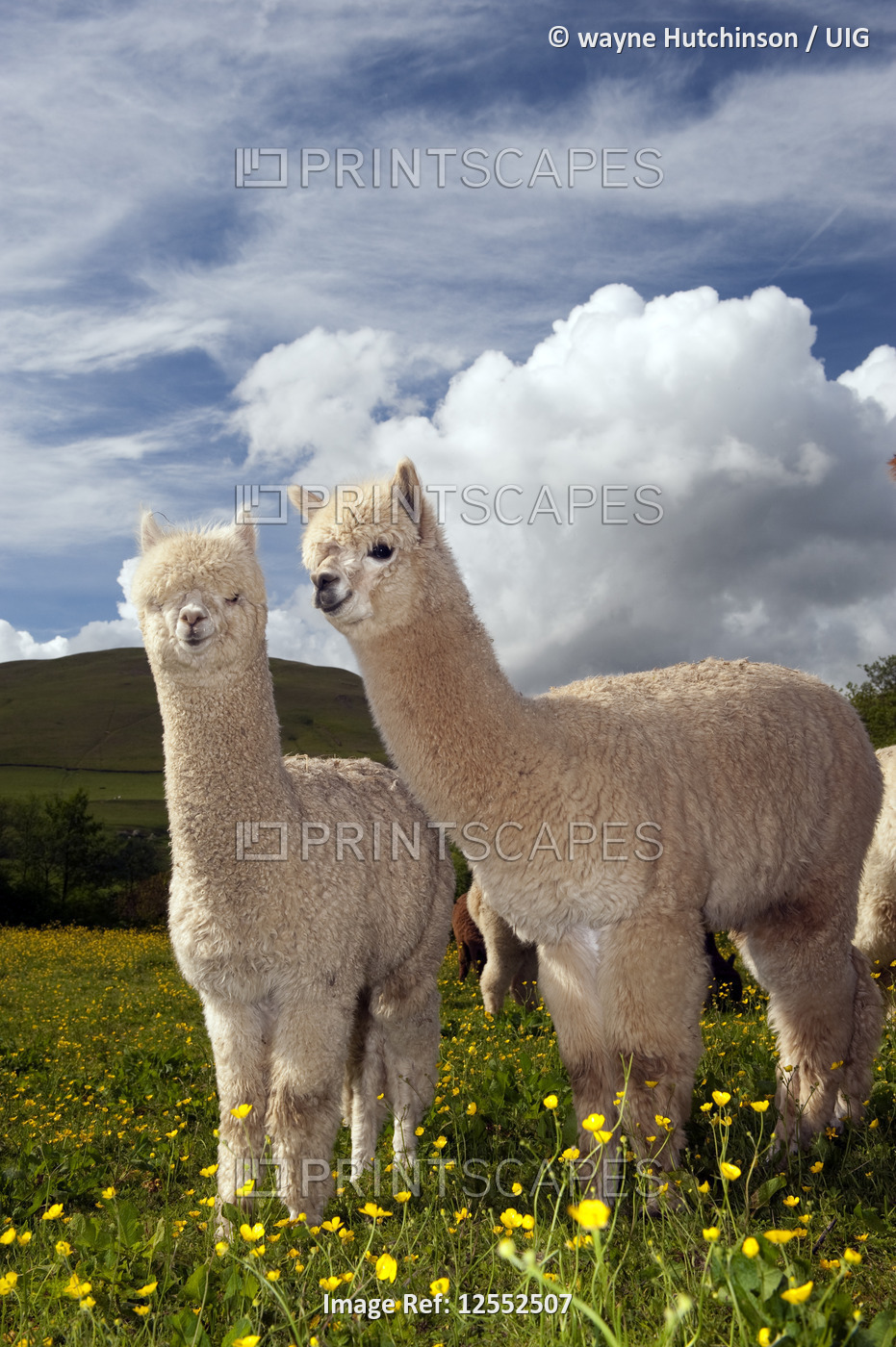 Yearling Alpacas outside in early summer.
