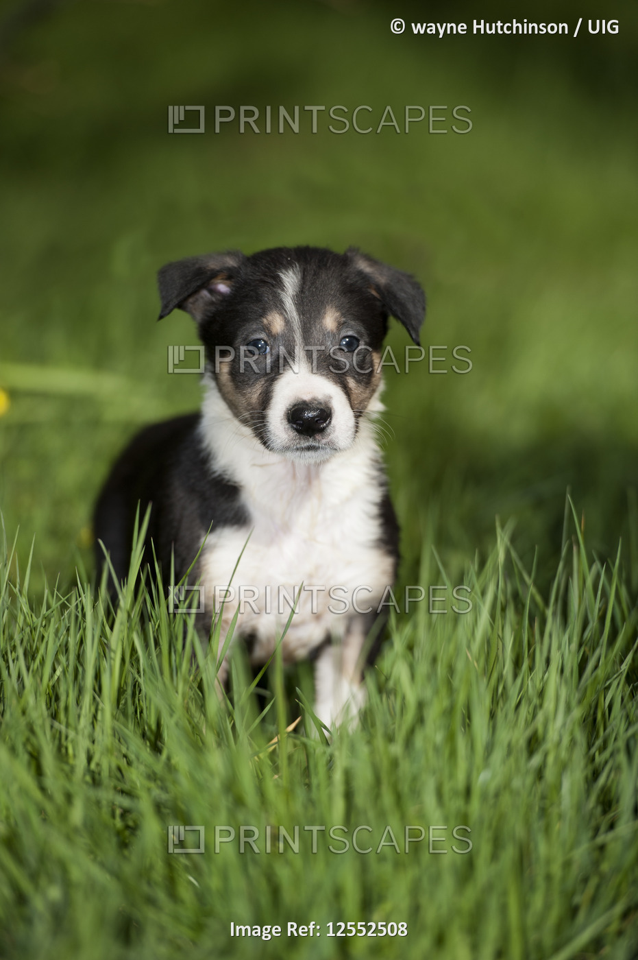 Young Border Collie puppy playing outside on grass for first time.