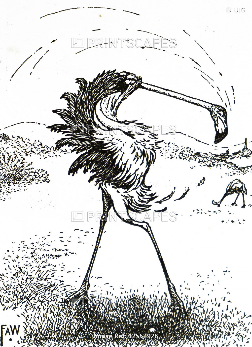 Cartoon depicting a flamingo playing golf, 20th century