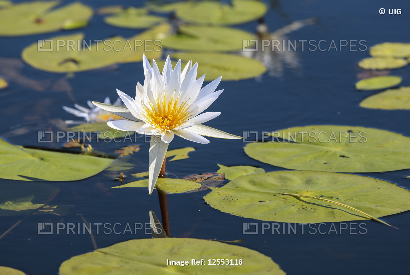 Water Lily, South Africa